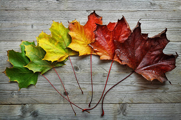 A time for every season
